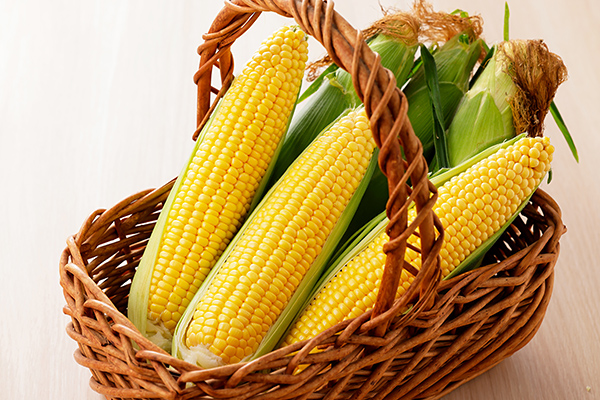 北海道産スイートコーン 恵味スター☆ Lサイズ以上（350g～）＜計15本＞　◆2026年8月中旬発送開始予定