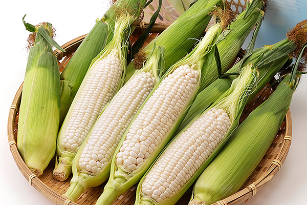 北海道産ホワイトコーン＜計10本＞　◆2026年08月配送予定